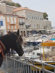 Hydra