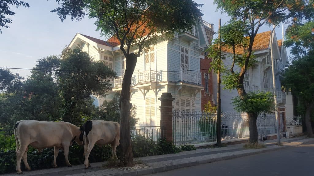 Mirasyedi Adalılar